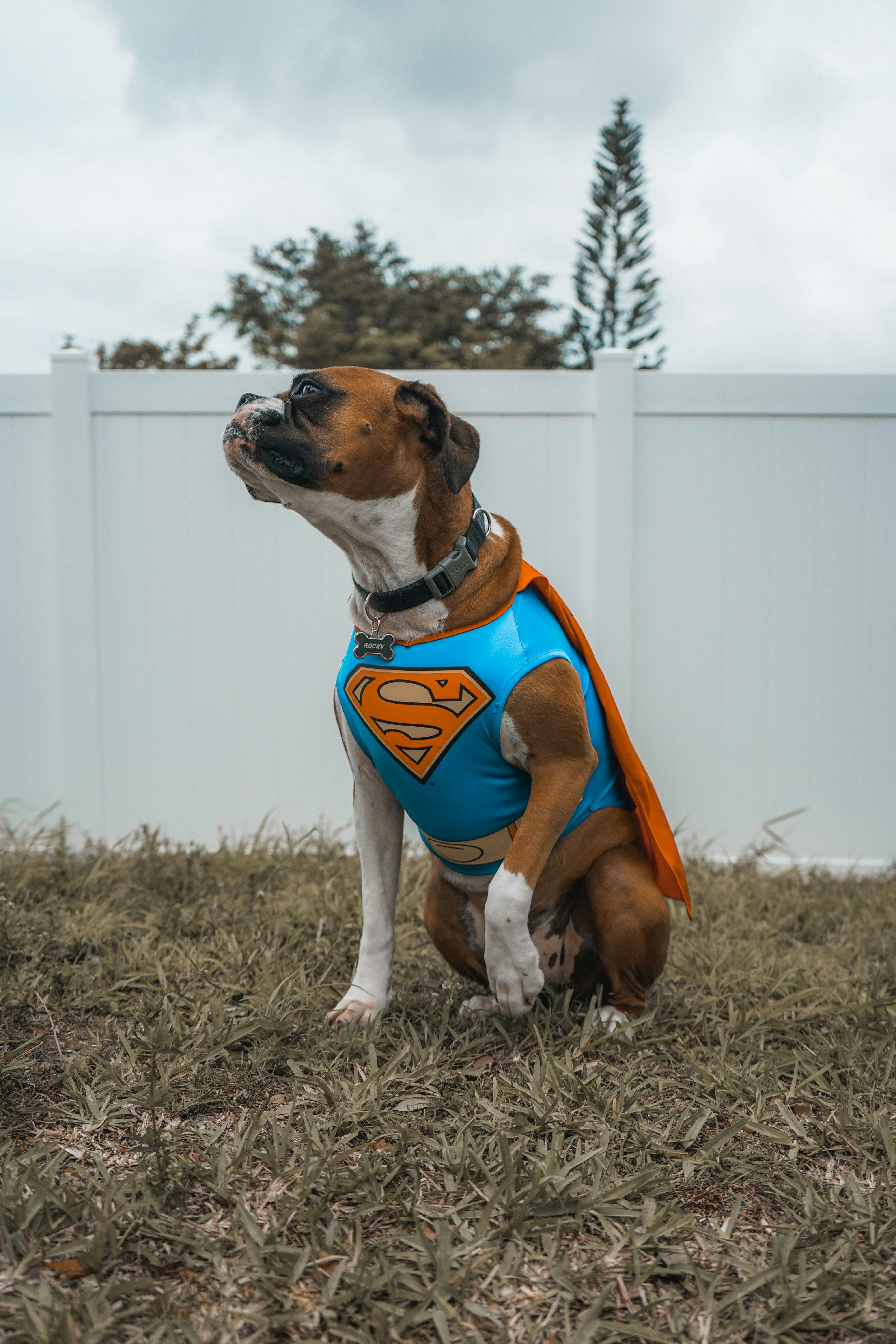 Le chien pour malentendant est élevé de sorte à maîtriser les rouages du langage non verbal et pour assister son maître au quotidien, notamment dans les tâches les plus importantes